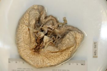 Media type: image;   Invertebrate Zoology HOL-1015 Description: Preserved specimen.;